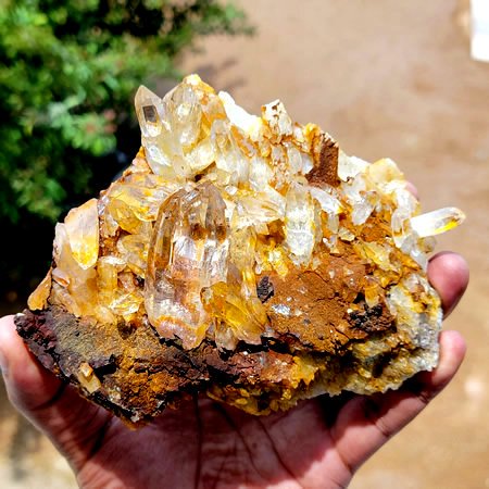 ゴールデンヒーラークラスターGolden Healer Clusterの商品画像_3