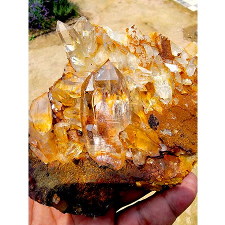 ゴールデンヒーラークラスターGolden Healer Clusterの商品画像_4